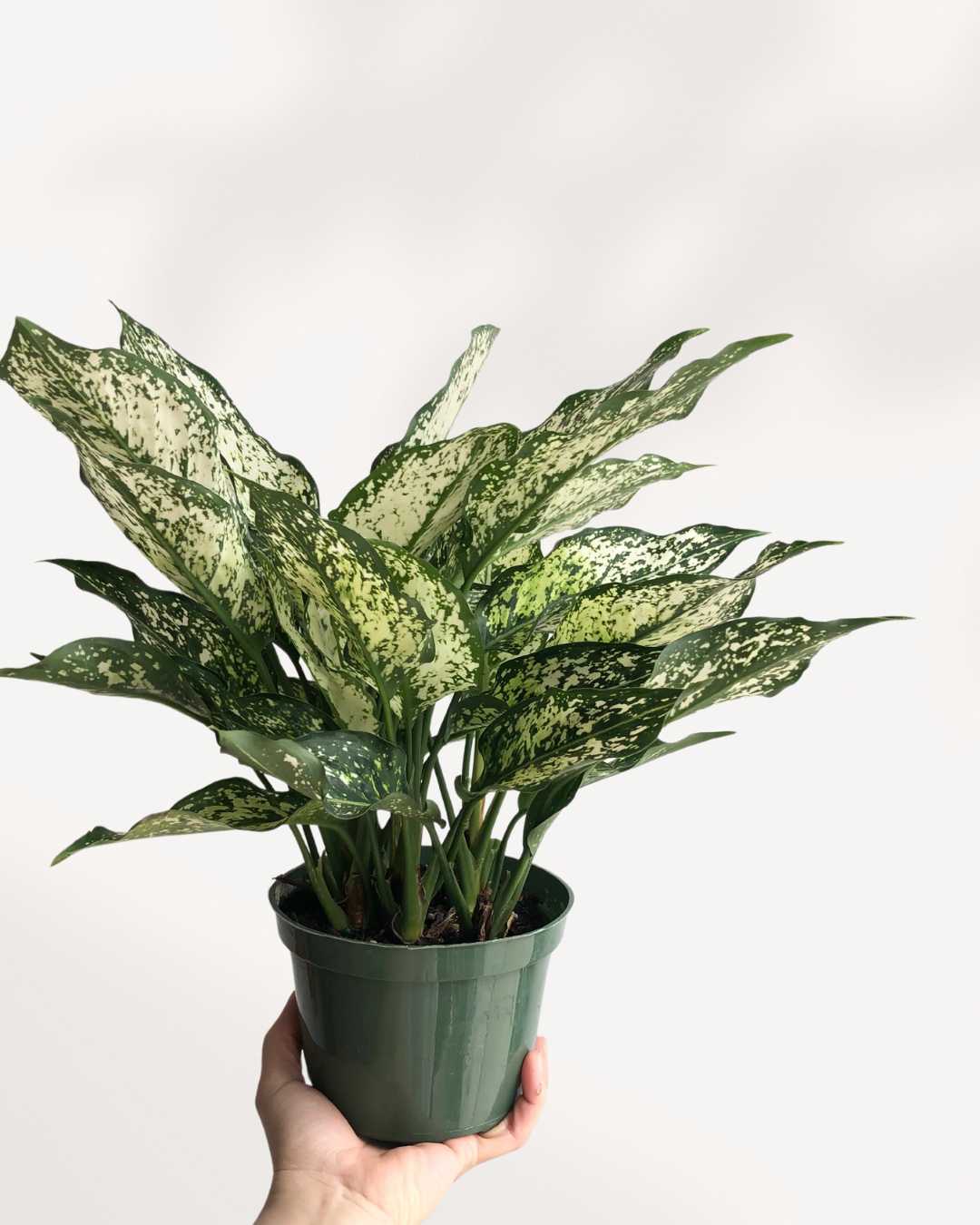 Plante d’intérieur Aglaonema Spring Snow avec feuillage marbré vert et blanc décoratif