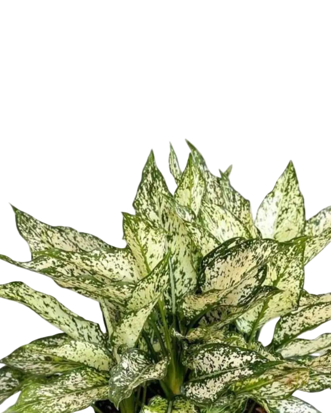 Aglaonema 'Spring Snow'