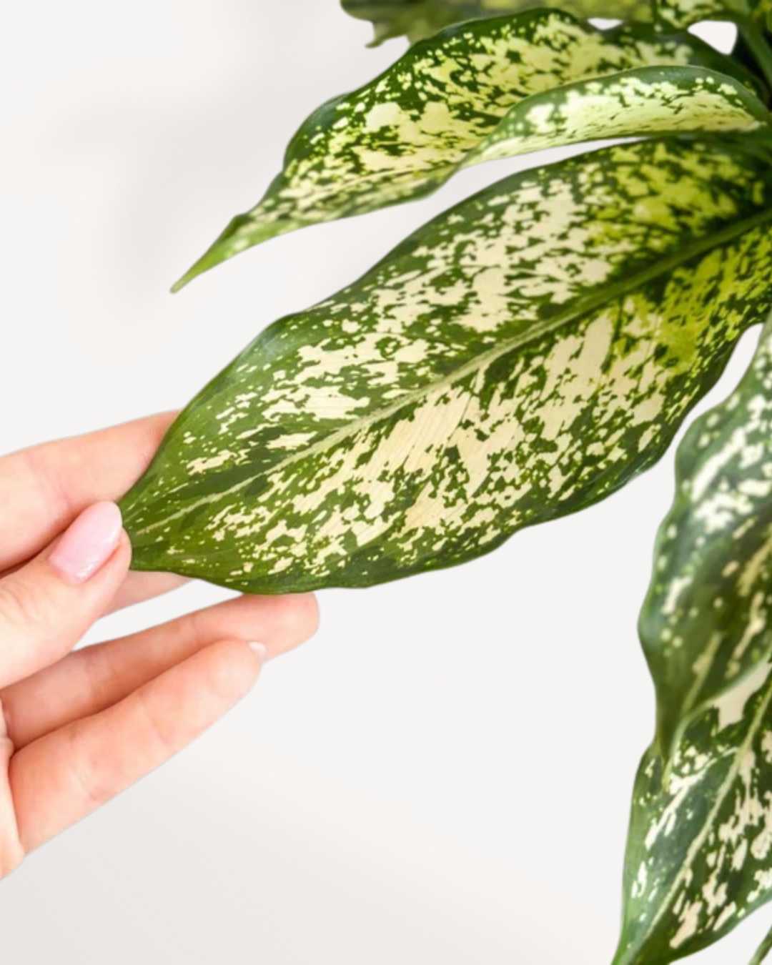Plante d’intérieur Aglaonema Spring Snow avec feuillage marbré vert et blanc décoratif