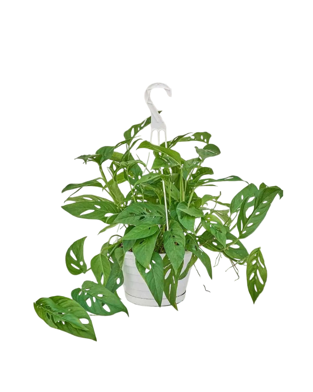 Monstera adansonii | Tropical perforated leaf plant | Decorative houseplant