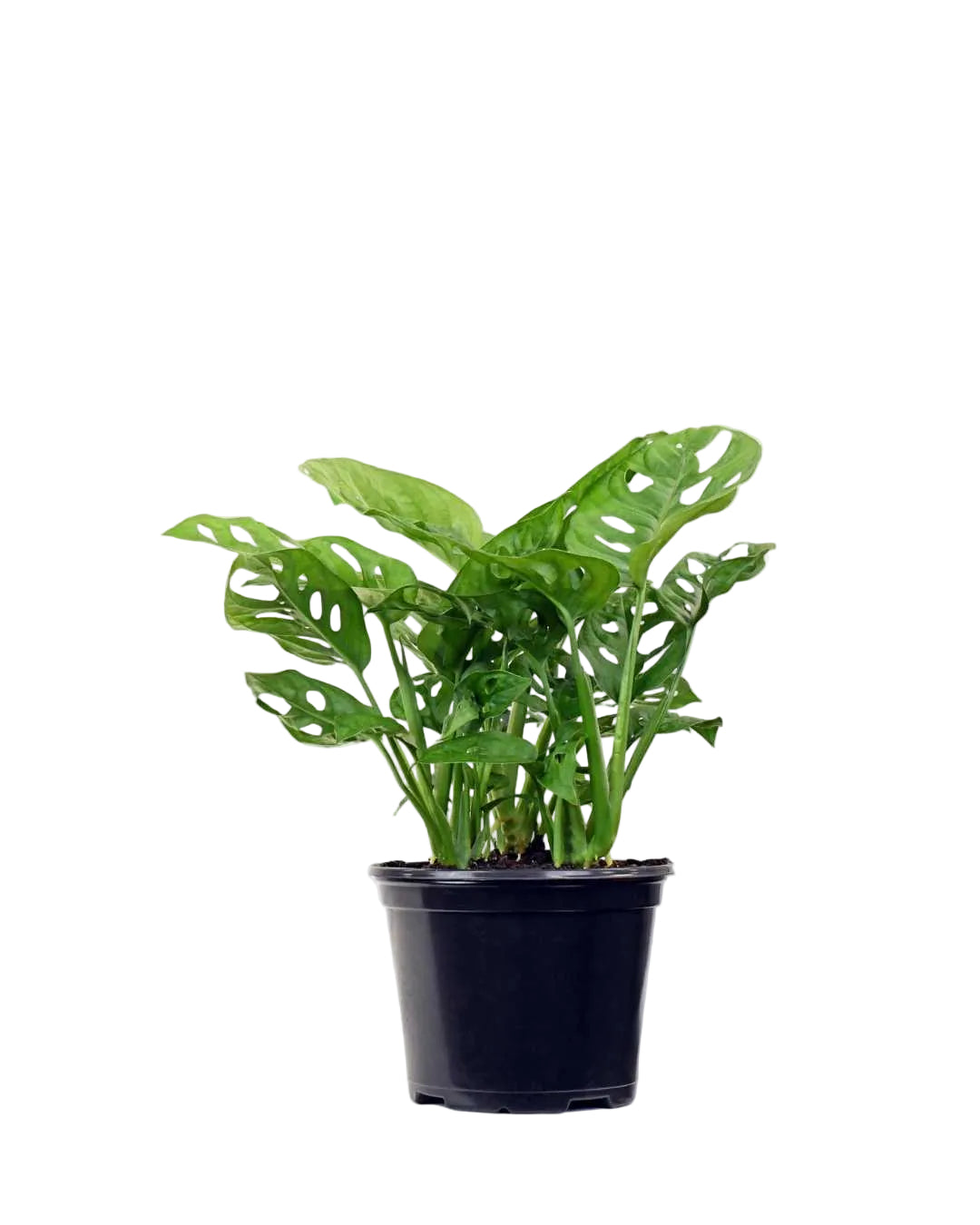 Monstera adansonii | Tropical perforated leaf plant | Decorative houseplant