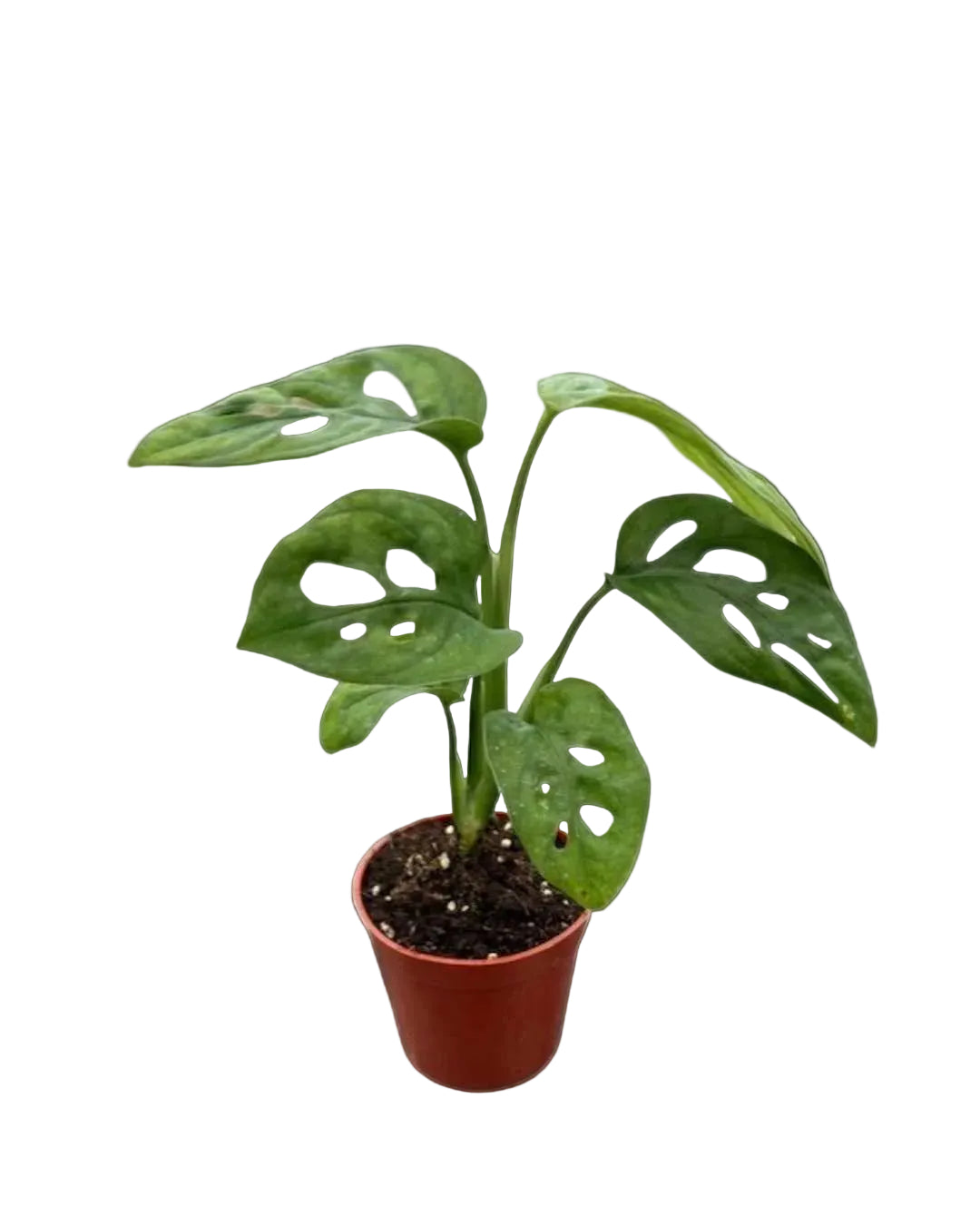 Monstera adansonii | Plante tropicale à feuilles perforées | Plante d’intérieur décorative
