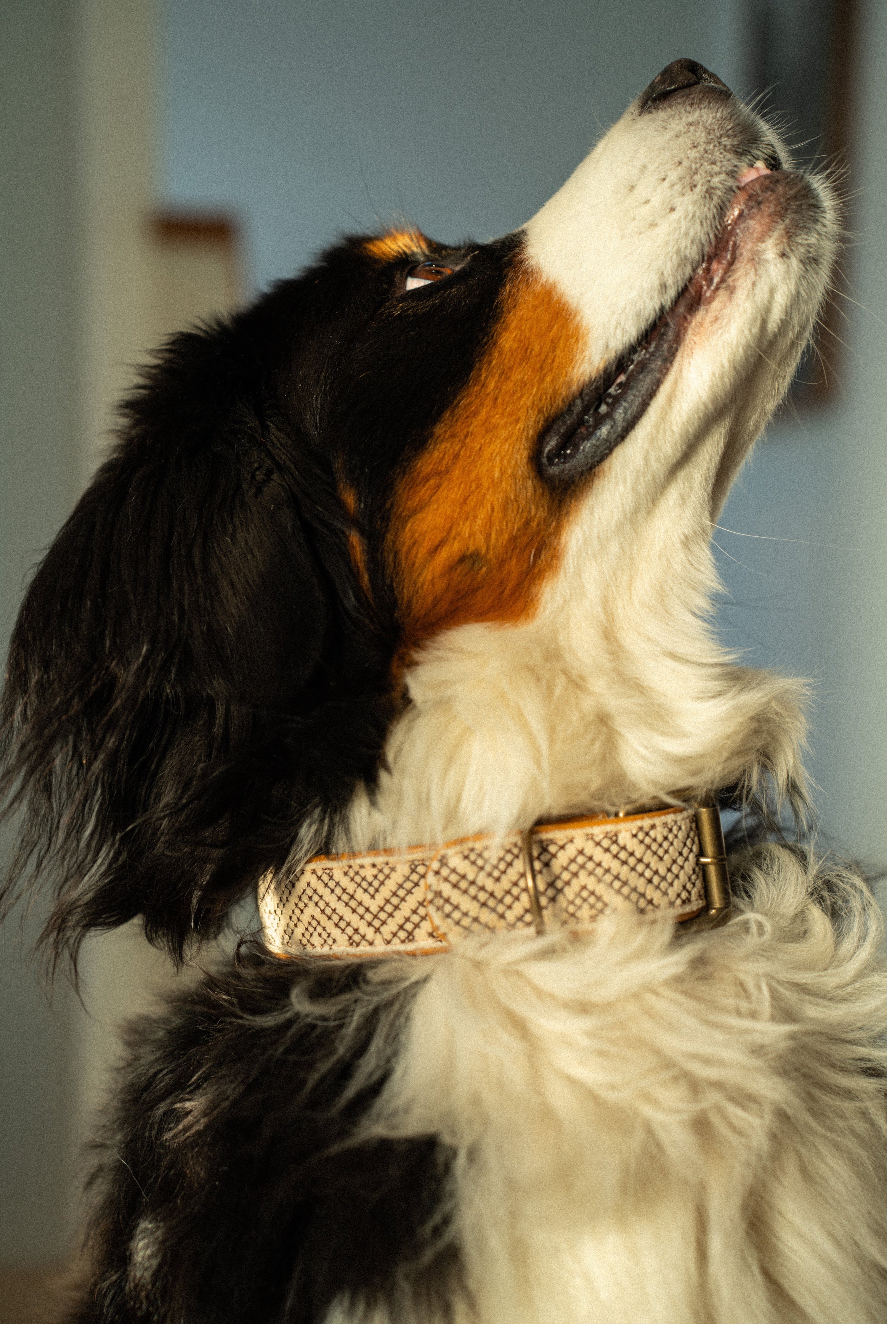 Collier pour chien brodé Tucker grand format en cuir et coton fait main en Inde, accessoire coloré et résistant pour chien Indaba.