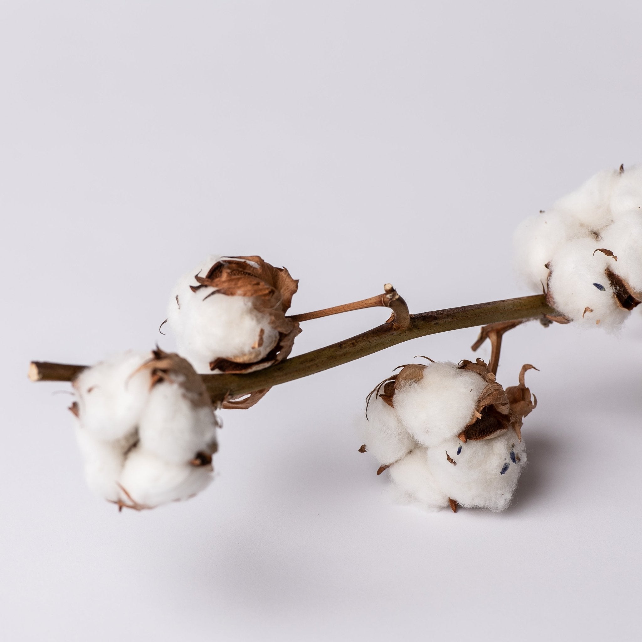 Coton | Fleur séchée | Le Garde Fleurs - Les Trouvailles de JustineFleurs en vracLe garde - fleurs