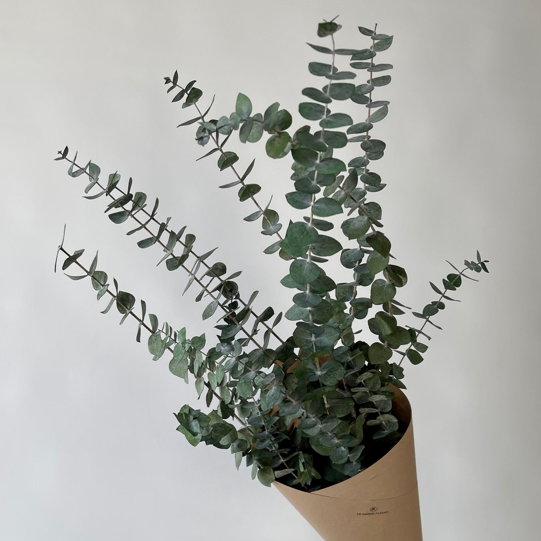 Eucalyptus | Fleurs préservées | Le Garde Fleurs - Les Trouvailles de JustineFleurs en vracLe garde - fleurs90 g