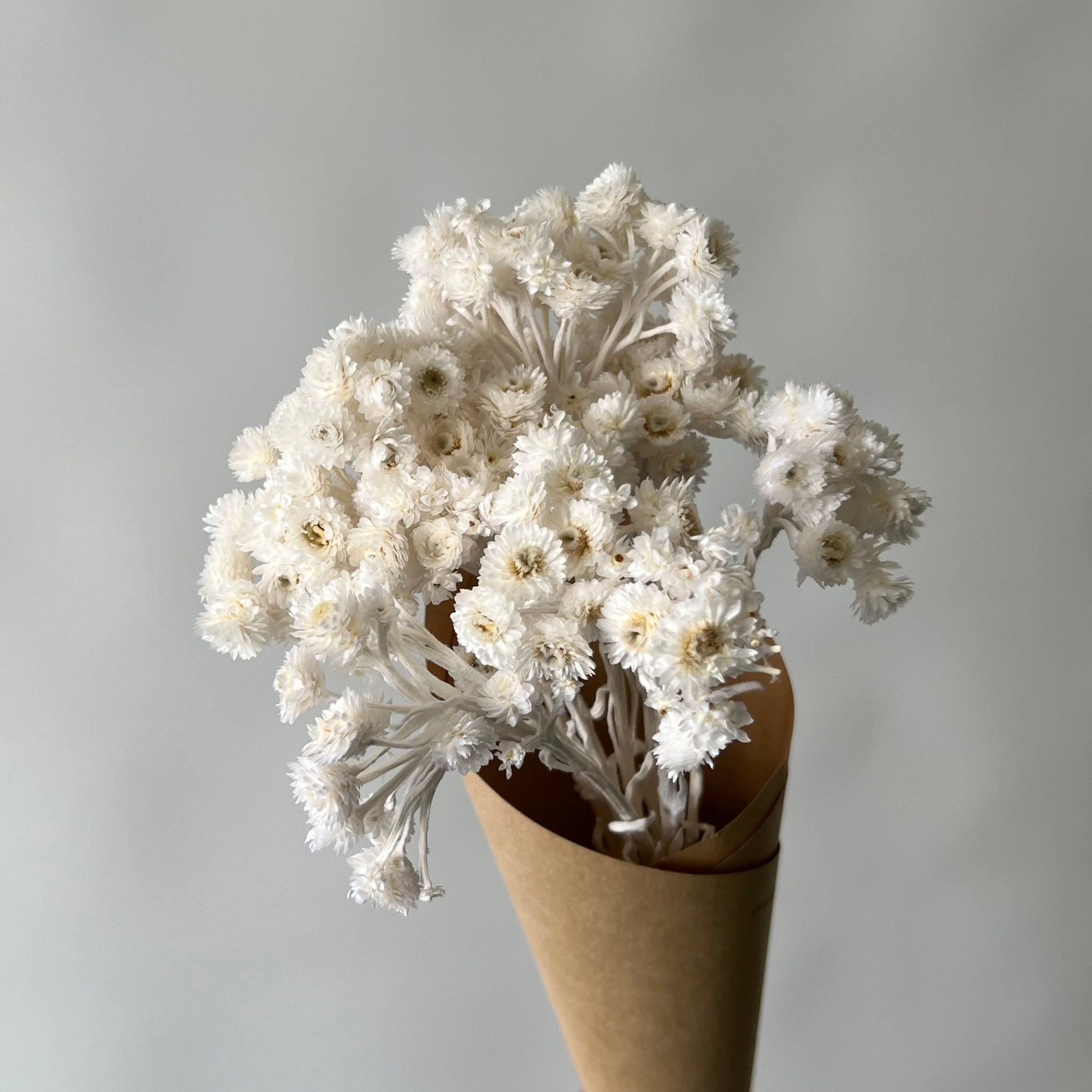 Helichrysums blancs | Fleurs séchées | Le Garde Fleurs - Les Trouvailles de JustineFleurs en vracLe garde - fleurs