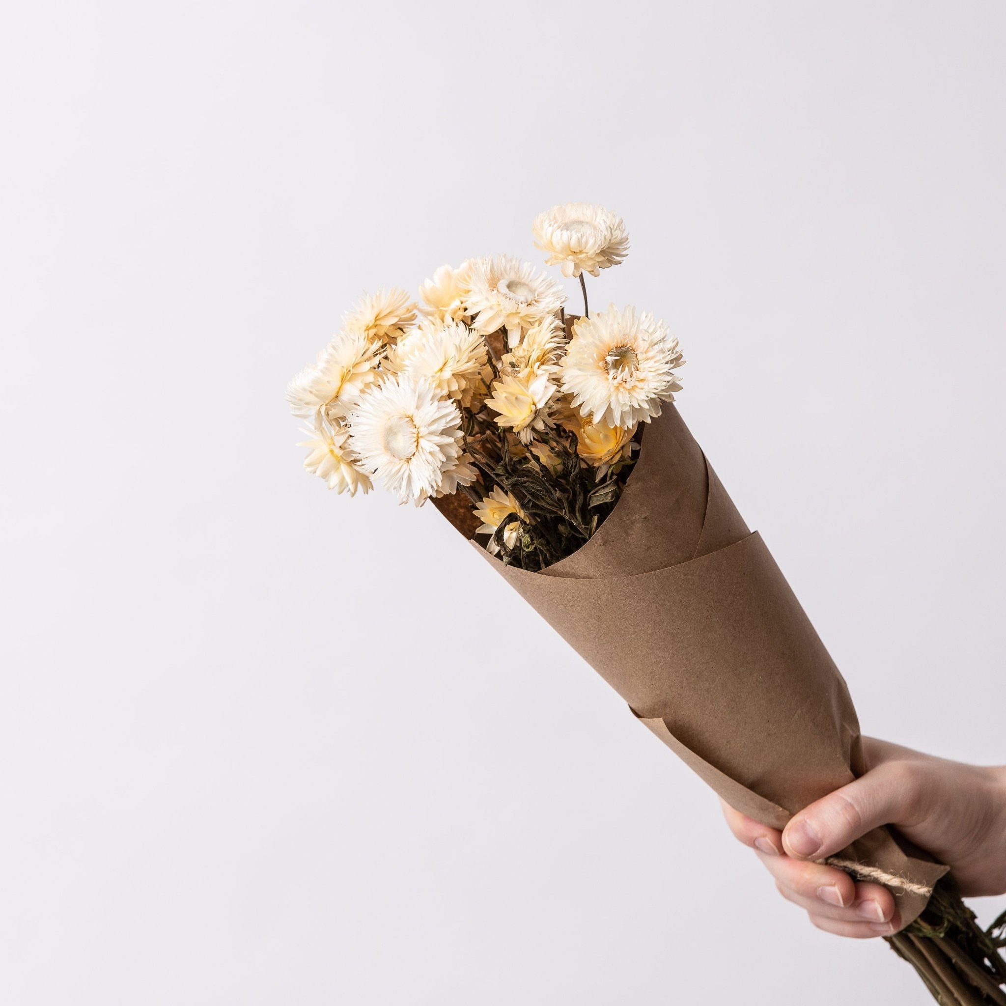 Immortelles blanches | Fleurs séchées | Le Garde Fleurs - Les Trouvailles de JustineFleurs en vracLe garde - fleurs