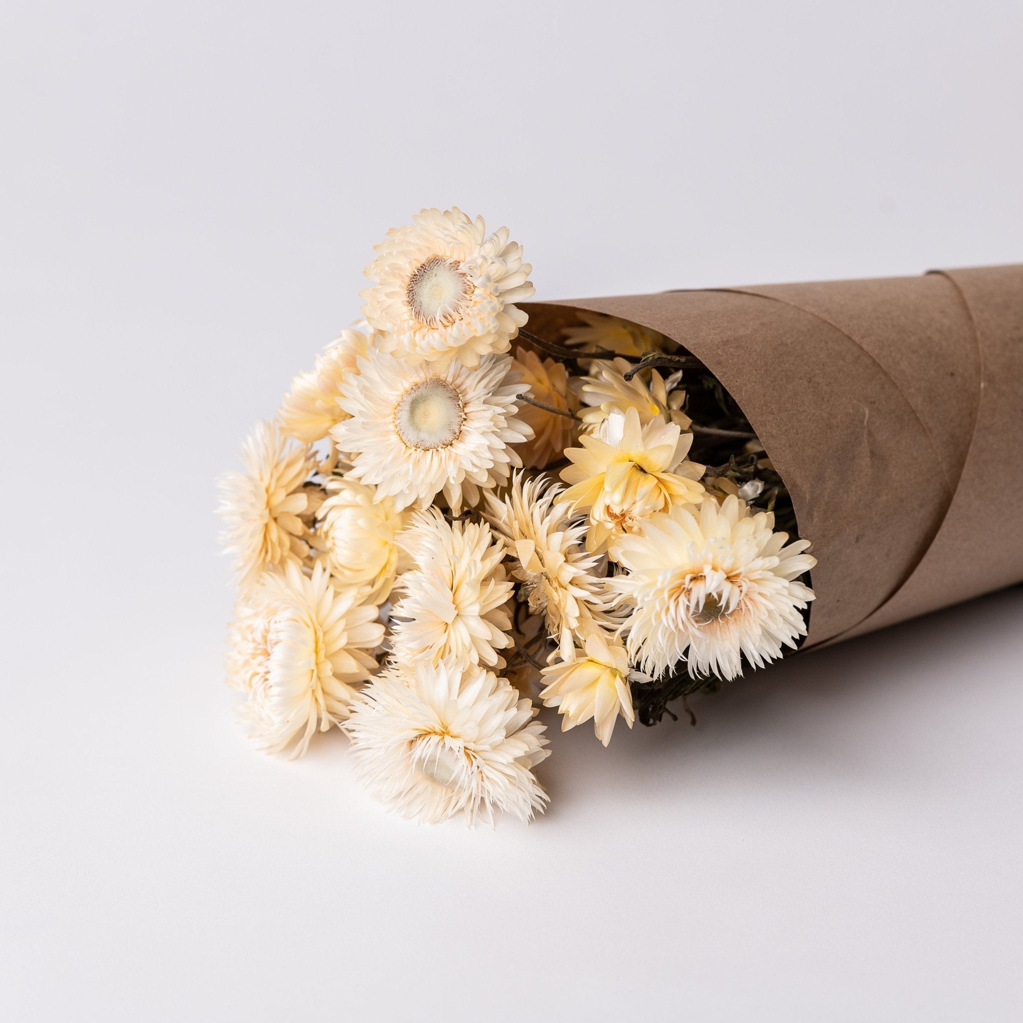 Immortelles blanches | Fleurs séchées | Le Garde Fleurs - Les Trouvailles de JustineFleurs en vracLe garde - fleurs