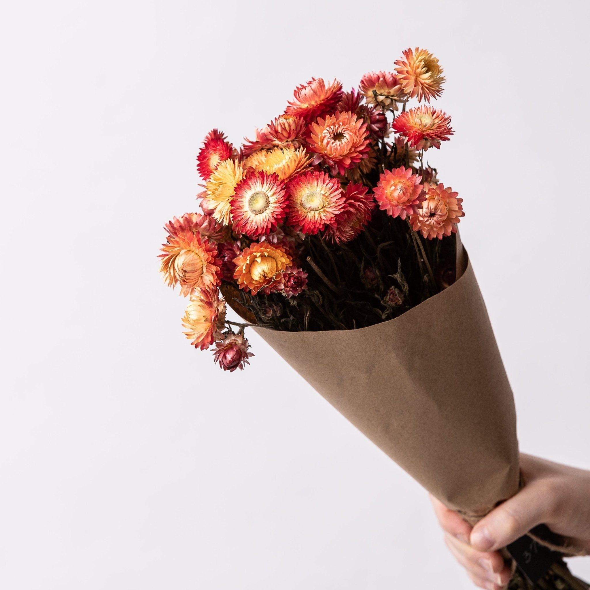 Immortelles saumon | Fleurs séchées | Le Garde Fleurs - Les Trouvailles de JustineFleurs en vracLe garde - fleurs