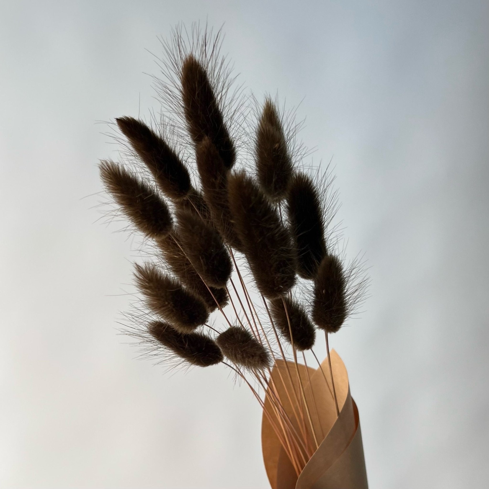 Lagurus bruns | Fleurs séchées | Le Garde Fleurs - Les Trouvailles de JustineFleurs en vracLe garde - fleurs