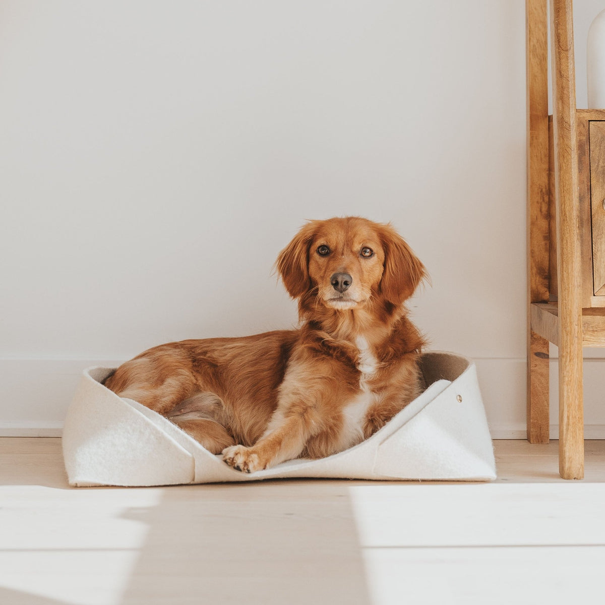 Panier pour animaux en feutre de laine naturel, coussin intérieur, chien couché dedans.