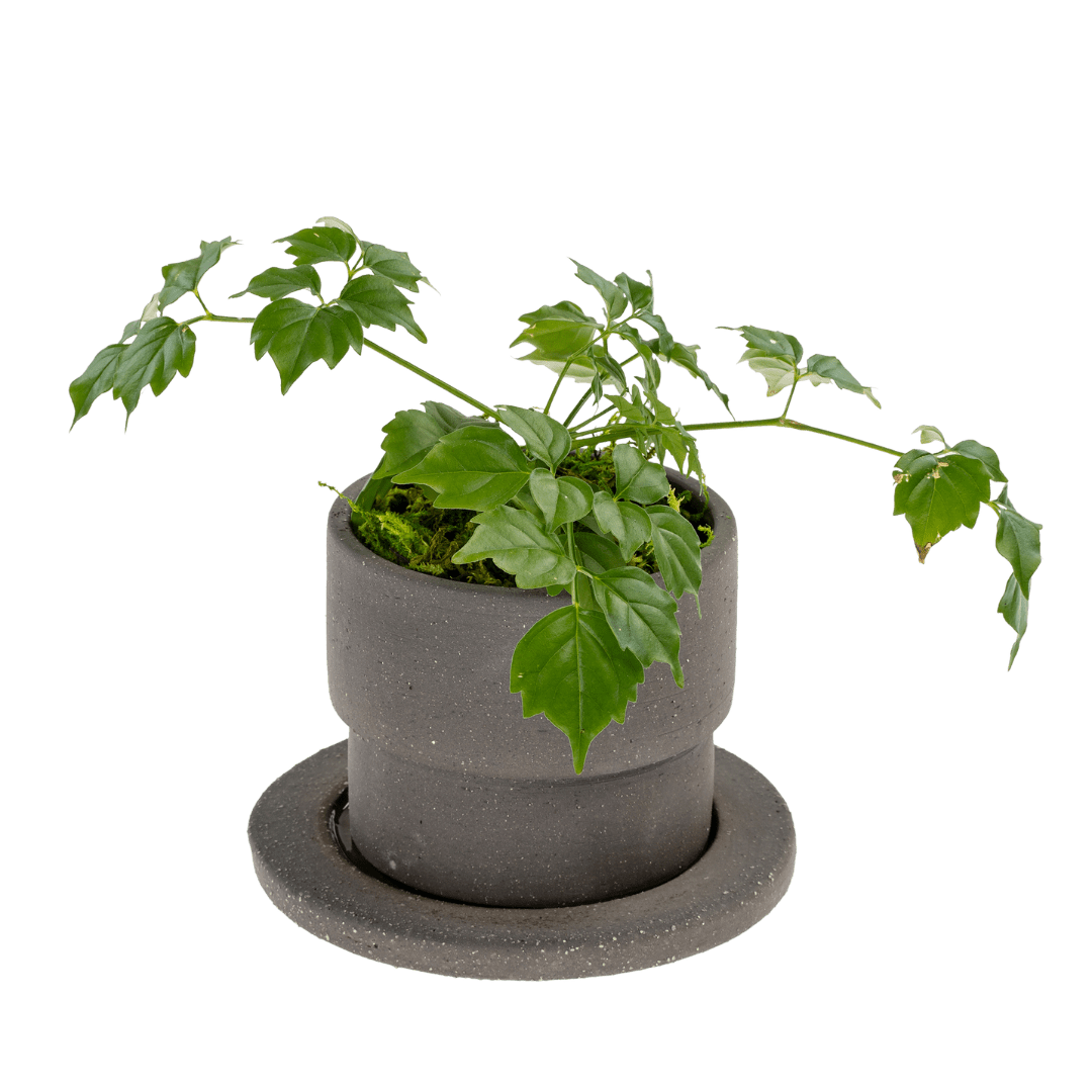 Pot / Soucoupe en Argile Noire Brute | Petit Format | Façonné à la Main - Les Trouvailles de JustineIndaba Home