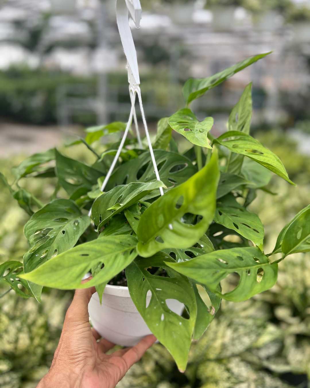 Plantes | Décoration végétale et naturelle