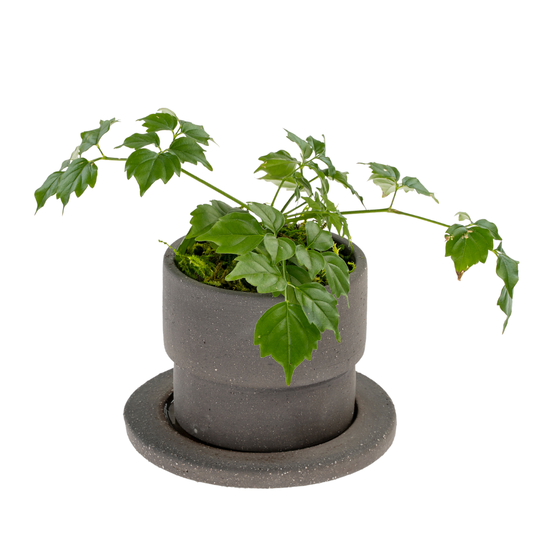 Pot / Soucoupe en Argile Noire Brute | Petit Format | Façonné à la Main