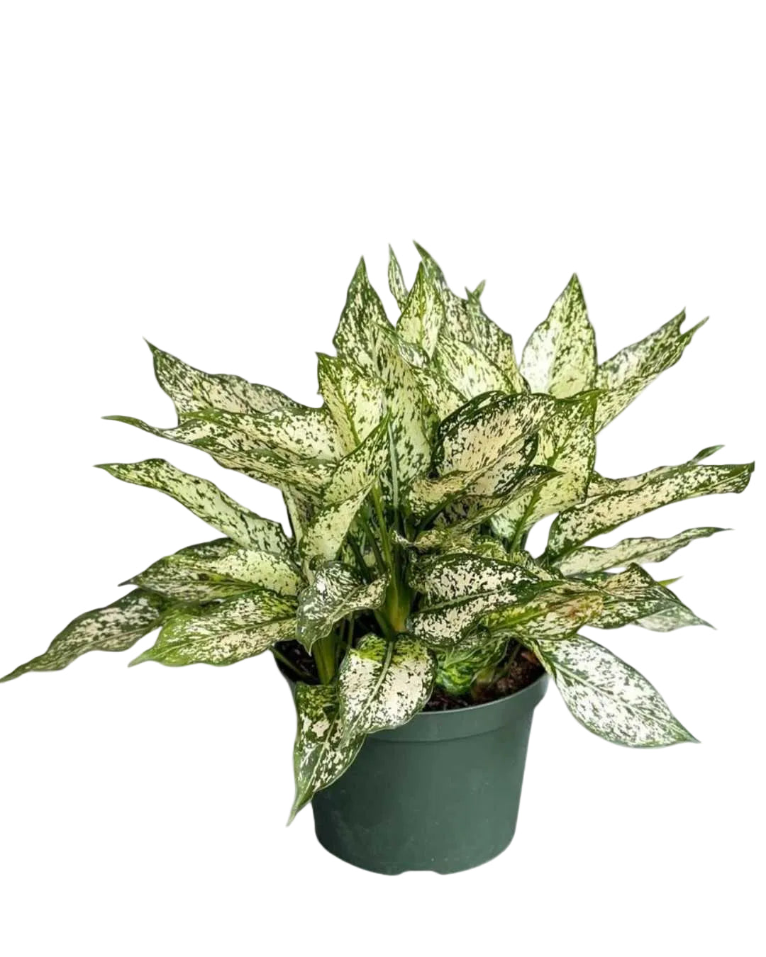 Aglaonema 'Spring Snow'