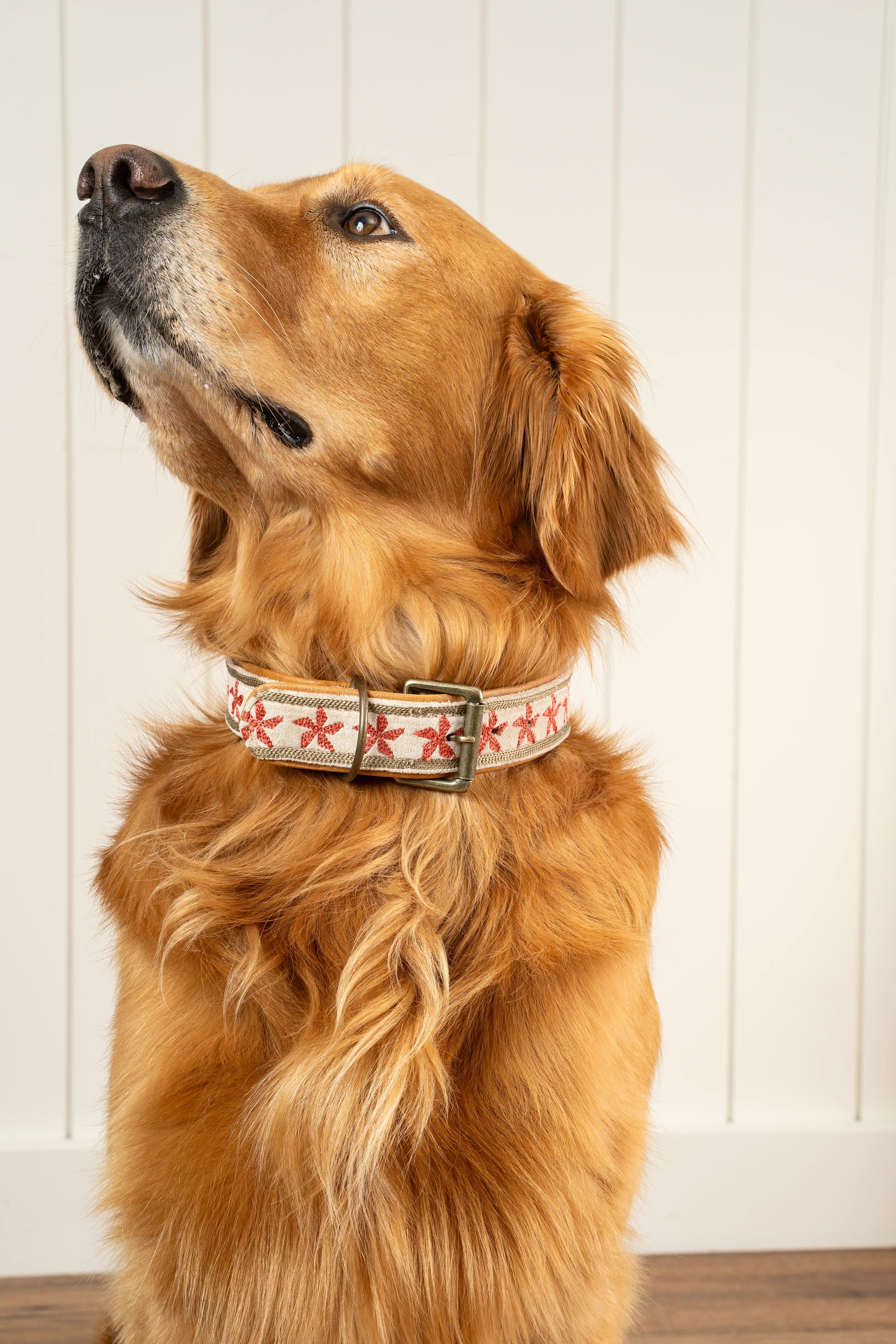 Collier pour chien brodé Finch grand format en cuir et coton fait main en Inde, accessoire coloré et résistant Indaba.