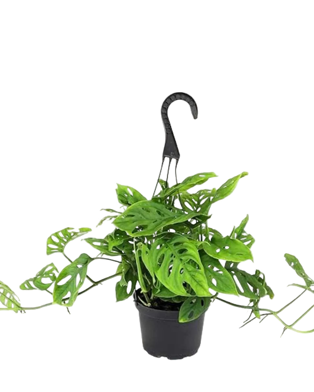 Monstera adansonii | Tropical perforated leaf plant | Decorative houseplant