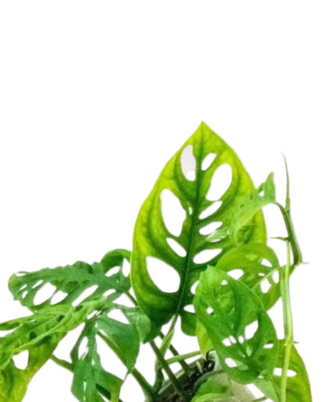 Monstera adansonii | Plante tropicale à feuilles perforées | Plante d’intérieur décorative