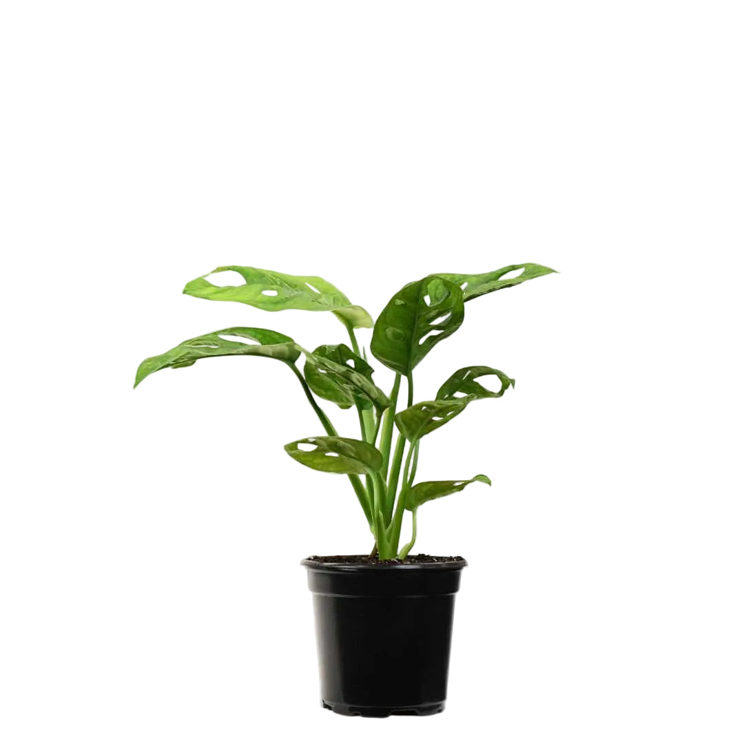 Monstera adansonii | Tropical perforated leaf plant | Decorative houseplant