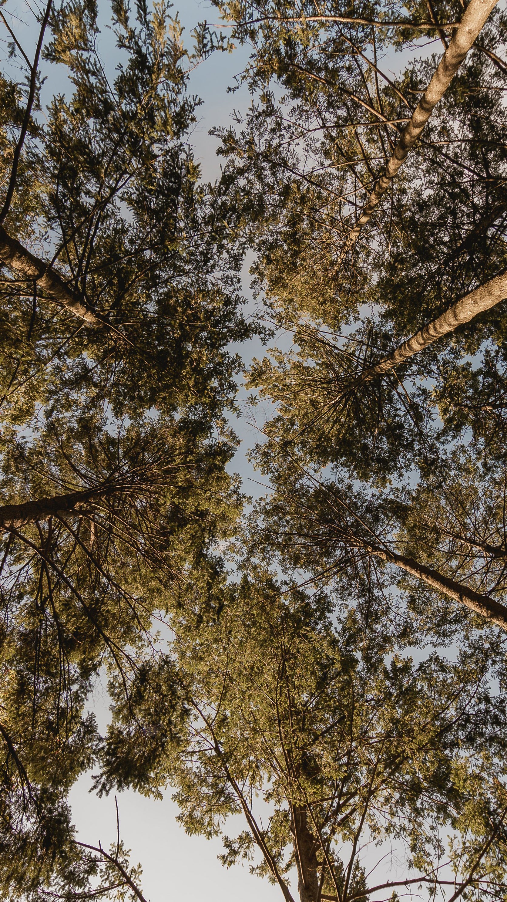 Ciel ensoleillé avec arbres, ambiance naturelle | Les Trouvailles de Justine