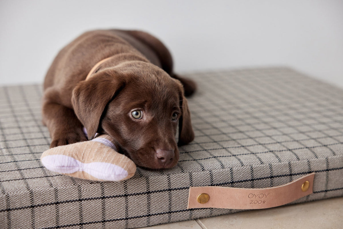Coussin à carreaux beige et noir, sangle en cuir marron, chien couché