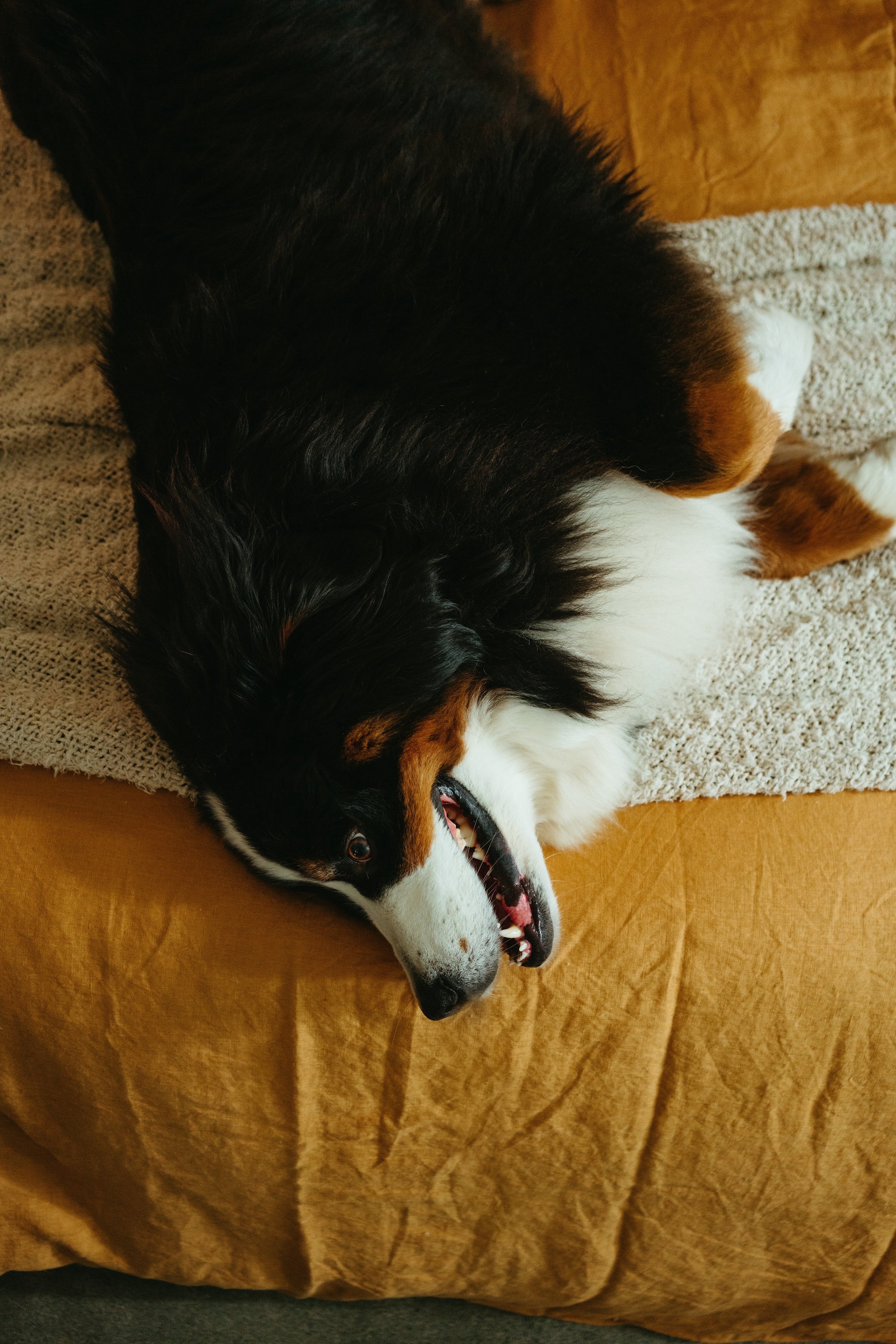 Ensemble Housse de Couette en Lin Européen Curry | Format King | Collection Rêverie