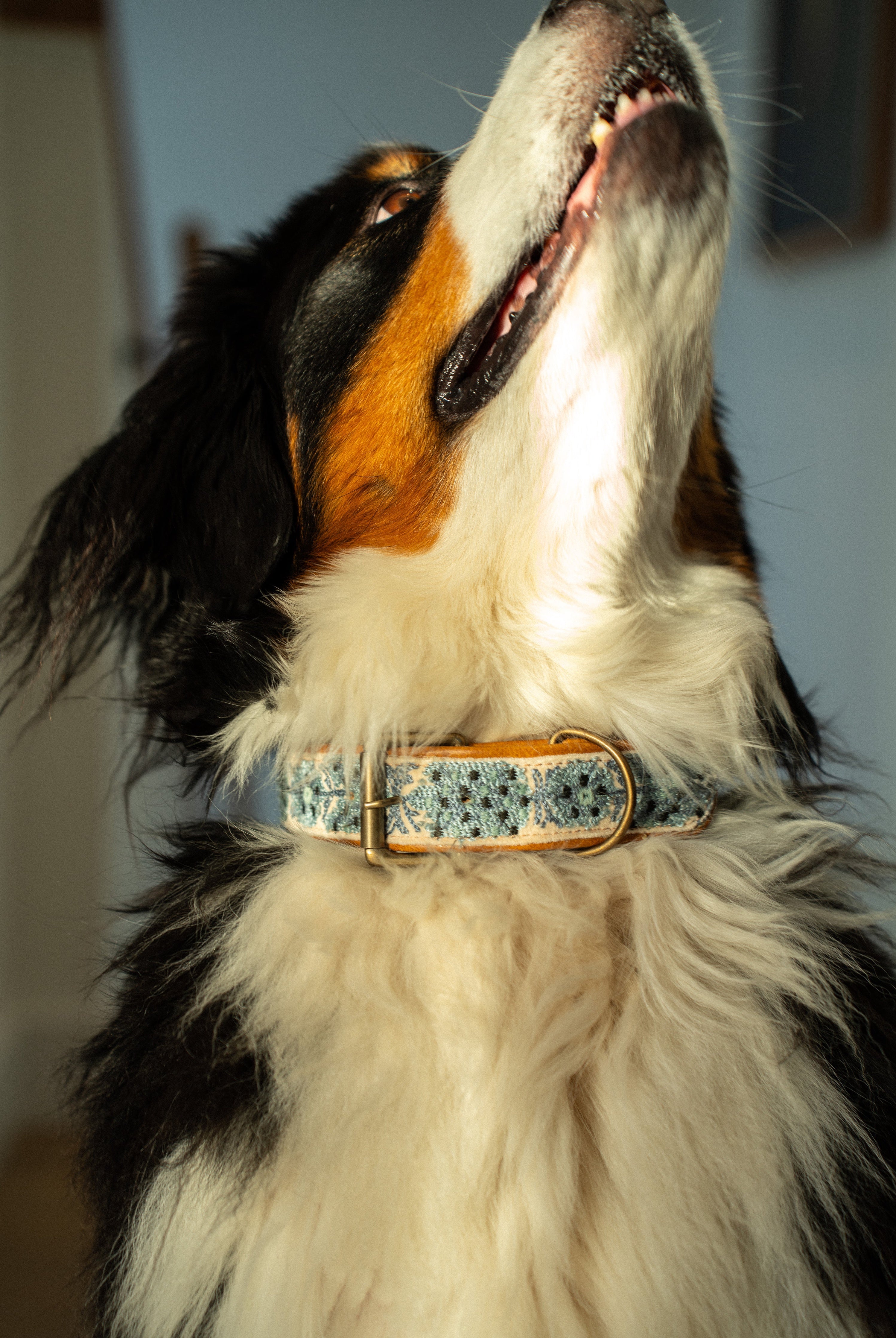 Collier pour chien brodé Nova en cuir et coton fait main en Inde, accessoire coloré et résistant pour chien taille L Indaba.