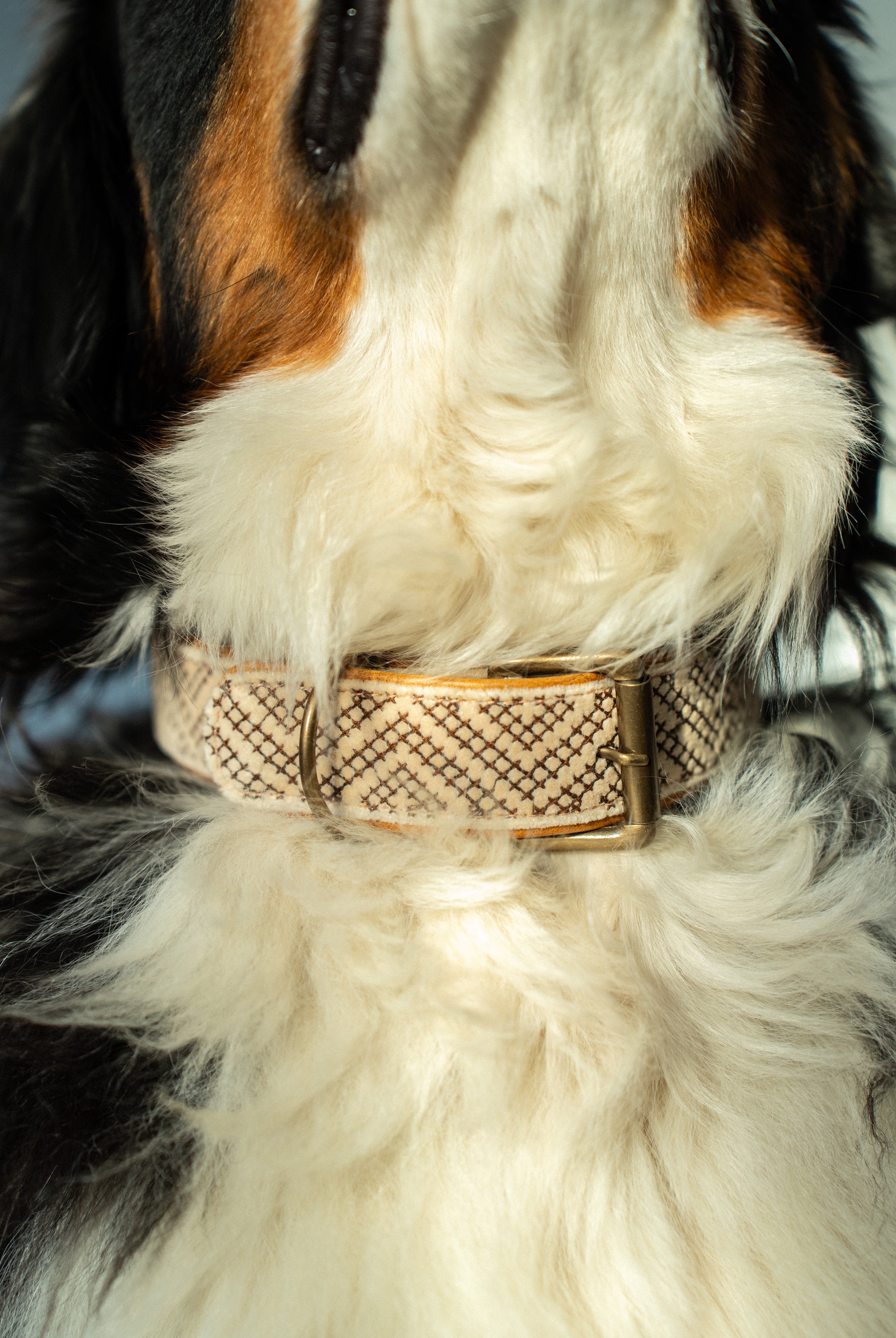 Collier pour chien brodé Tucker grand format en cuir et coton fait main en Inde, accessoire coloré et résistant pour chien Indaba.