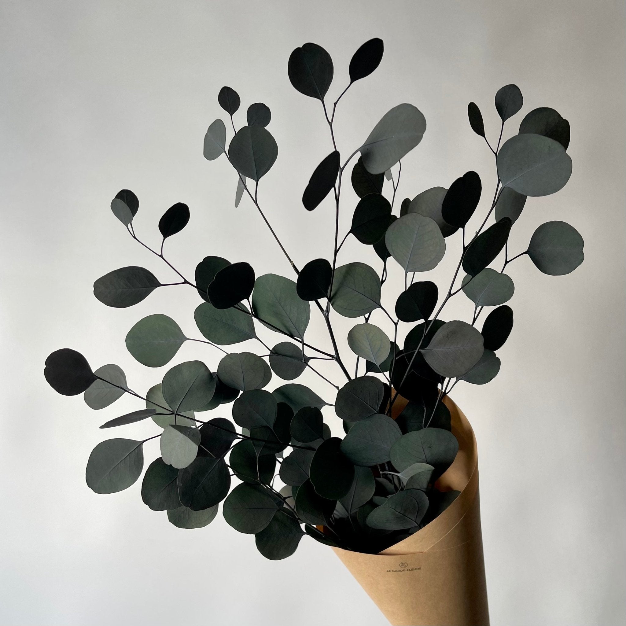 Eucalyptus populus | Fleurs préservées | Le Garde Fleurs - Les Trouvailles de JustineFleurs en vracLe garde - fleurs