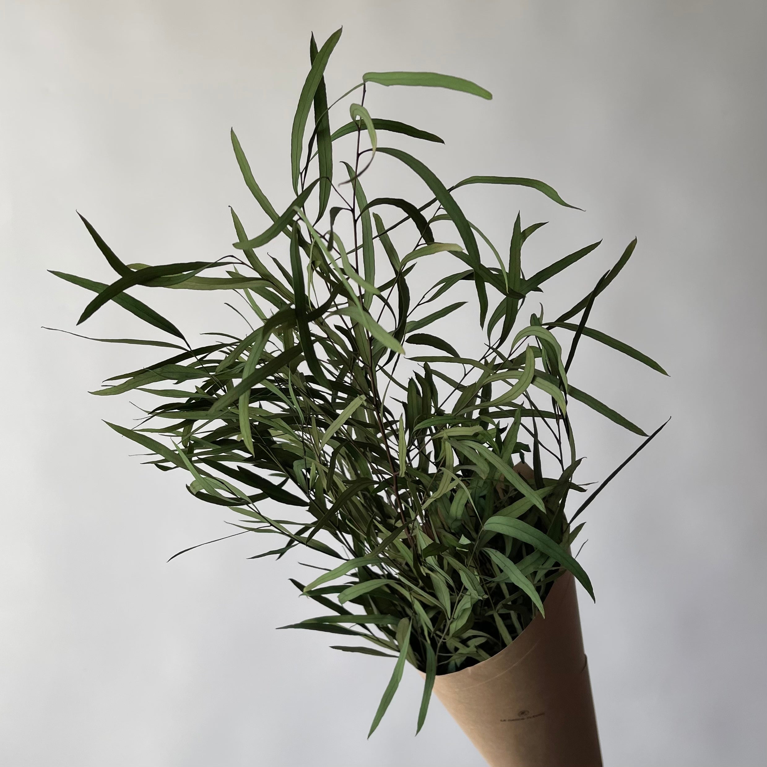 Eucalyptus parvifolia