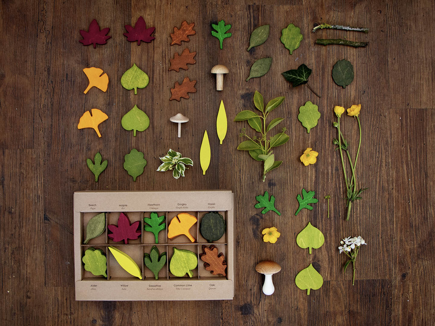 Jeu éducatif de feuilles en bois : pièces de différentes formes et couleurs, dans une boîte.