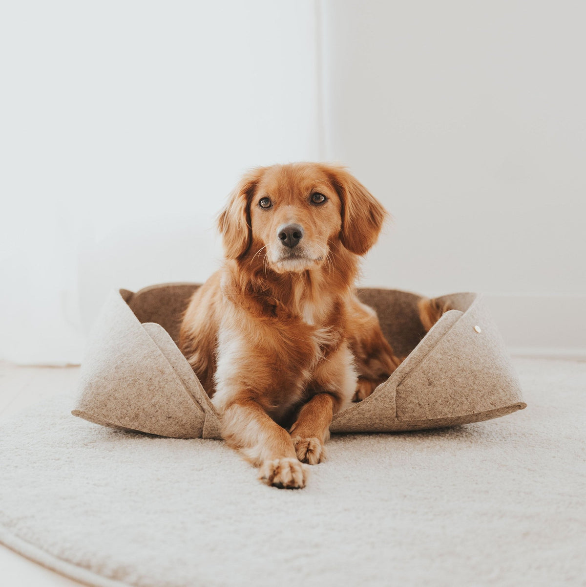 Panier pour animaux en feutre de laine naturel, chien au repos, bords relevés.