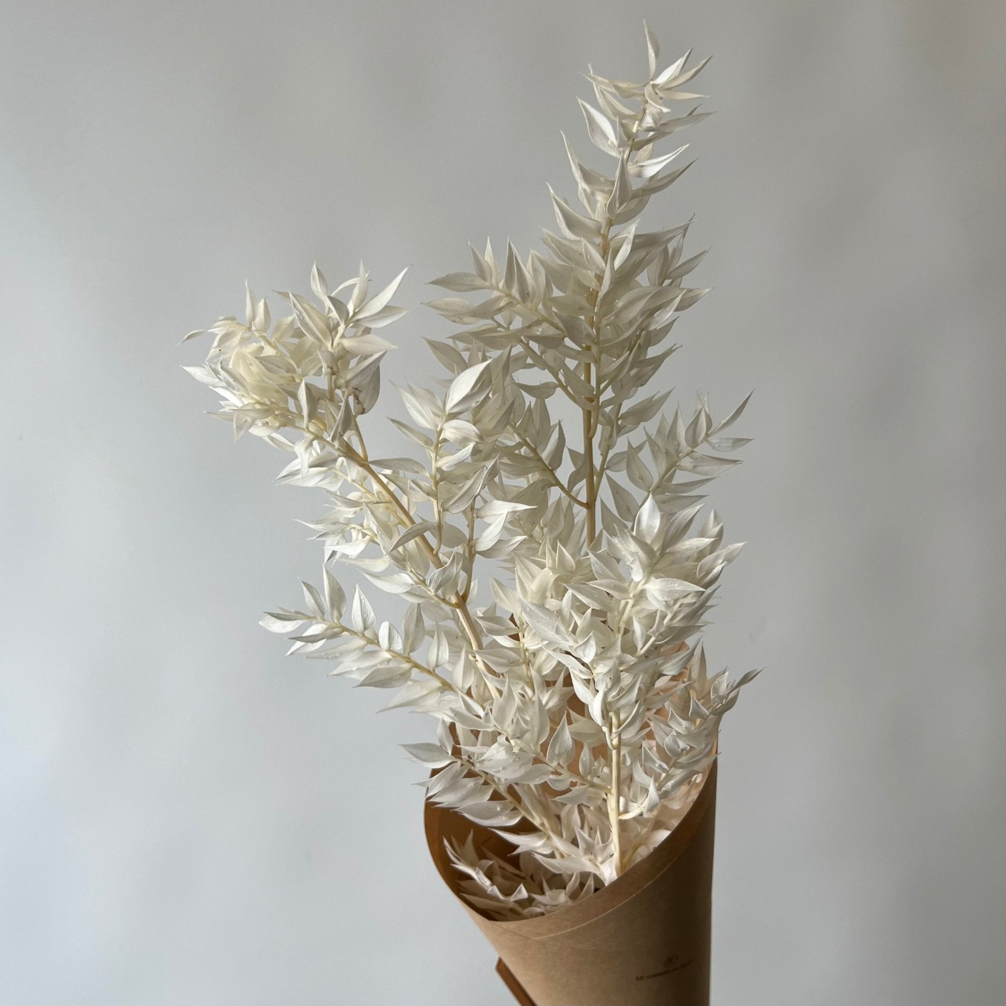 Ruscus blanc | Fleurs préservées | Le Garde Fleurs - Les Trouvailles de JustineFleurs en vracLe garde - fleurs