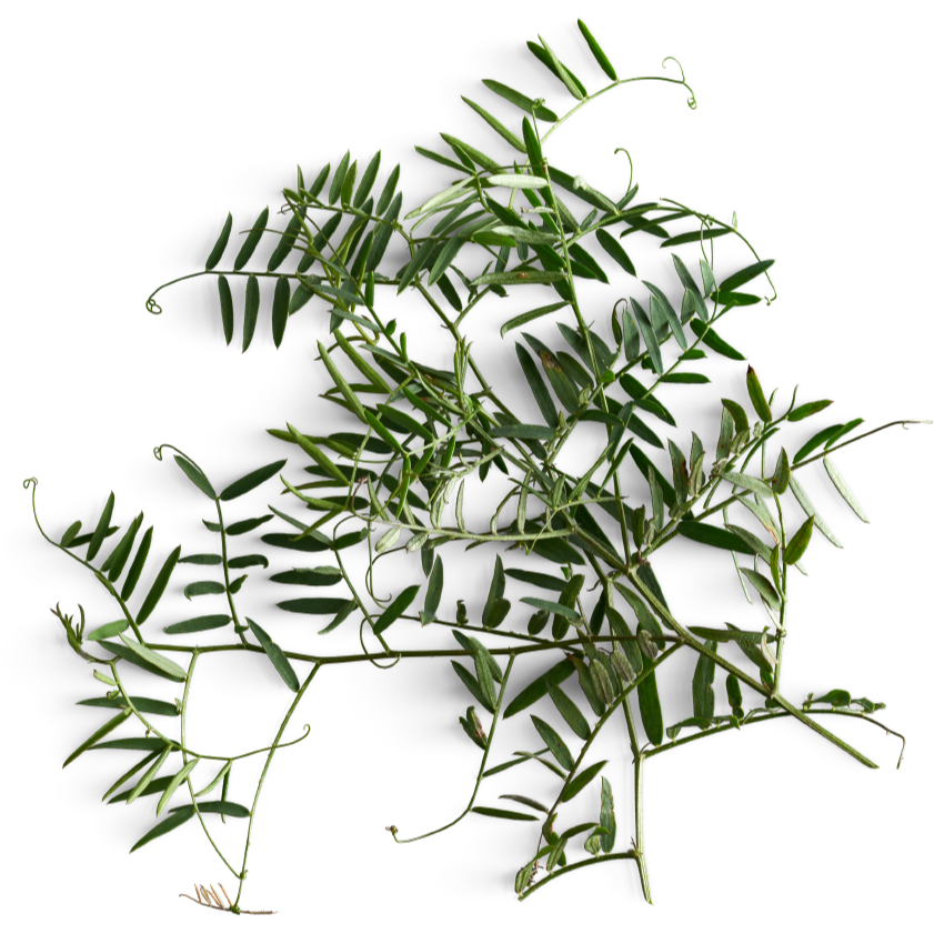 Tisane Inuit | Boîte découverte en bois | 35 sachets | Délice Boréal